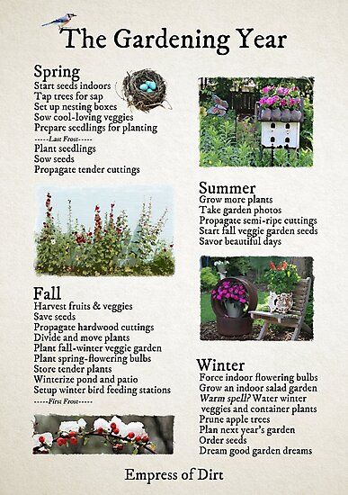 A walk through life in the garden in spring, summer, fall, and winter in a four-season climate. There is much to do and enjoy each part of the year if you love gardening and nature. • Millions of unique designs by independent artists. Find your thing. Garden To Do List, Feeding Birds In Winter, Garden Checklist, Plant Seedlings, Fall Garden Vegetables, Spring Flowering Bulbs, Seasonal Garden, Vegetable Gardening, Garden Photos