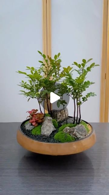 BonsaiHouse on Instagram: "Little Bonsai World #bonsai #bonsaiart #bonsaitree #bonsailovers #bonsailife #gardening #gardeninglife" Bonsai Tree Terrarium, Bonsai Garden Ideas, Bonsai Terrarium, Mame Bonsai, Bonsai Art, Bonsai Garden, Bonsai Tree, Plant Life, Terrarium