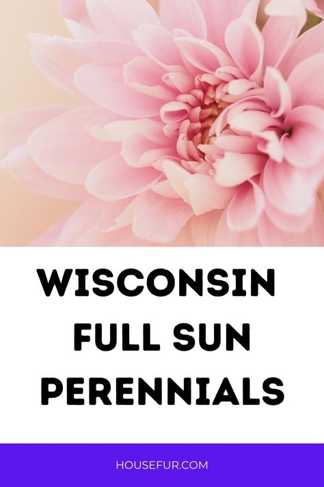 full-sun perennials that will thrive in Wisconsin Wisconsin Landscaping Ideas, Wisconsin Garden, Full Sun Garden, Full Sun Perennials, Full Sun Plants, Best Perennials, Dog Treats Homemade Recipes, Sun Perennials, Sun Garden