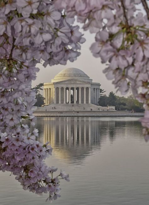 Best places to view the Cherry Blossoms in Washington DC. Make the most of your time during the short bloom window. Cherry Blossom Washington Dc, Dc Trip, Jefferson Memorial, Washington Dc Travel, Cherry Blossom Festival, Dc Travel, We Are The World, Famous Landmarks, Southern Charm