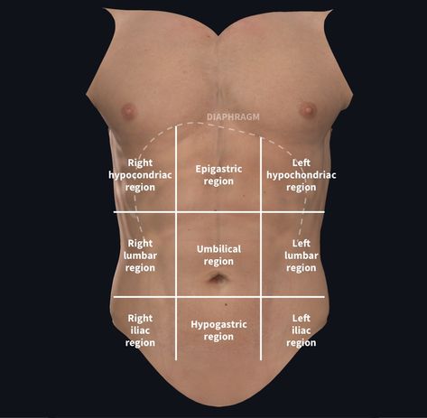 Understanding abdominal divisions | Anatomy snippets | Complete Anatomy Caesarian Section, Xiphoid Process, 3d Anatomy, 3d Technology, Patient Education, Technology Company, Abdominal Pain, Rib Cage, Medical School