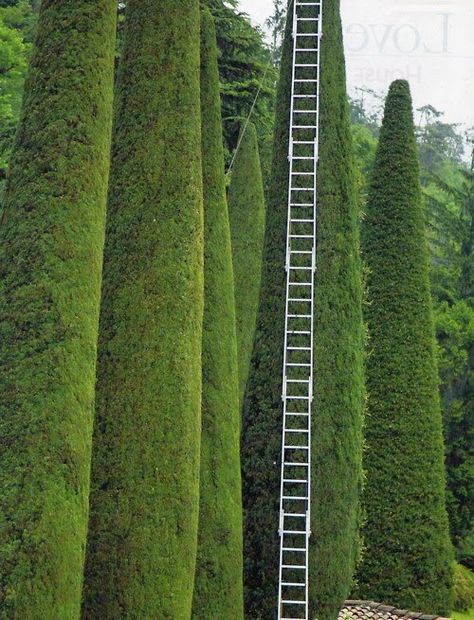 Hello Monday Topiary Garden, A Ladder, Formal Gardens, Tree Trimming, Hedges, Landscape Architecture, Land Scape, Garden Inspiration, Secret Garden