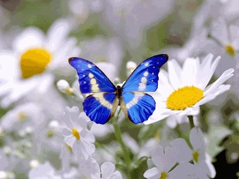 ...likes to think that whenever we see a butterfly nearby, it's a loved one who has come down from heaven just to say hello... Daisy Love, Spring Pictures, Daisy Girl, White Daisies, Butterfly Kisses, Butterfly Garden, Blue Butterfly, Beautiful Butterflies, Daisy Flower