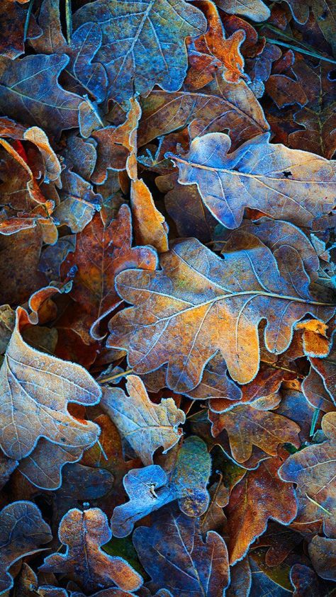 Crayola Box, Autumn Magic, Beautiful Wallpapers Backgrounds, Brown And Blue, Autumn Scenery, Oak Leaves, Mushroom Art, Autumn Landscape, Brown Aesthetic