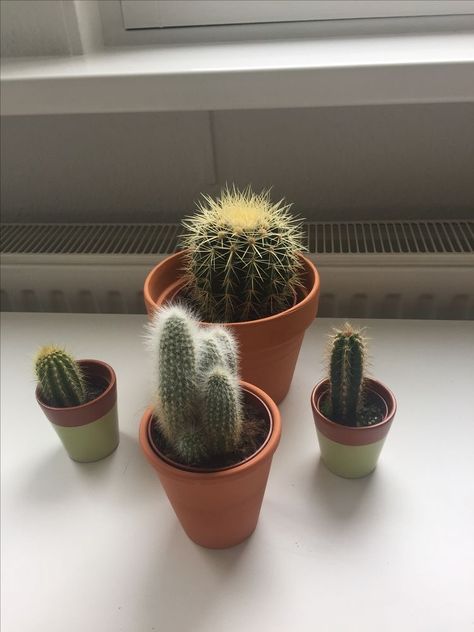 Small Plants Aesthetic, Cactus Plant Aesthetic, Kaktus Aesthetic, Cactus Aesthetic, Small Cactus Plants, Rainy Day Photography, Artsy Photography, Small Cactus, Plants Are Friends