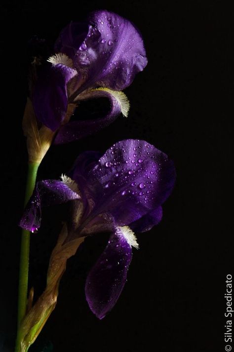 Iris Flowers Aesthetic, Purple Iris Flowers, Lotus Pond, Purple Garden, Dark Flowers, Nothing But Flowers, Flowers Aesthetic, Purple Iris, Iris Flowers