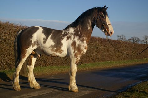 Draft cross? Irish Draft Horse, Draft Horse Breeds, Equestrian Design, Horse Rearing, Friesian Horses, Horse Reference, Painted Patterns, Pinto Horse, Horse Colors