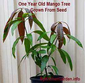 Step-by-step details on how to grow a mango tree from seed in a pot are given to get fruits faster in just 2=3 years! Growing Mango From Seed, Mango Tree From Seed, Growing Mango, Veg Growing, Grow Mango, Tomato Farm, Mango Plant, Tomatoes In Containers, Growing Tomatoes From Seed