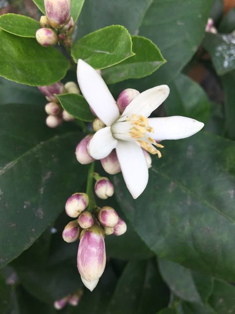 Meyer Lemon blossom Lime Blossom Tattoo, Lemon Tree Flowers, Lemon Blossoms Flower, Sampaguita Flower, Painting Lemons, Lime Blossom, Lemon Plant, Lemon Flower, Meyer Lemon Tree