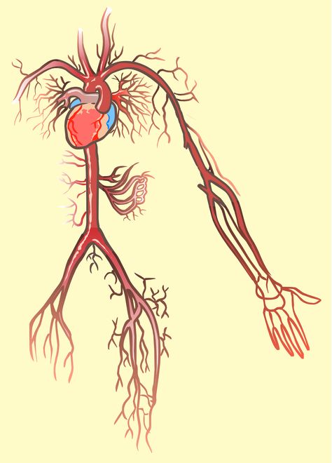 Cardiology Art, Circulation Remedies, Blood Circulation Remedies, Hawthorn Berries, William Harvey, Human Digestive System, Hawthorn Berry, Holistic Health Remedies, Reducing High Blood Pressure