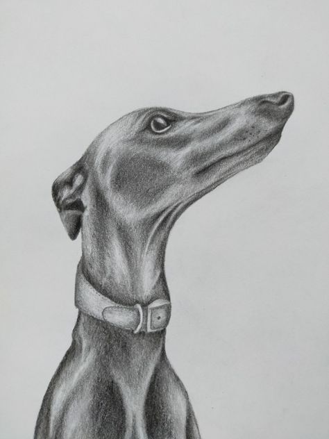 Pencil portrait of blue whippet Whippet Drawing Simple, Whippet Drawing, Blue Whippet, Drawings Simple, Italian Greyhound, Hound Dog, Pencil Portrait, Dog Drawing, Whippet