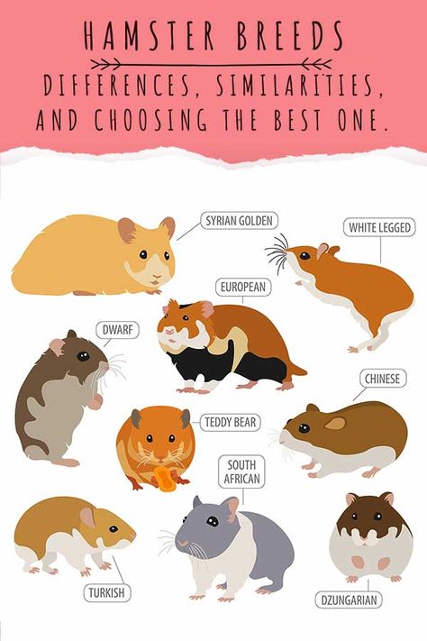 Hamster Breeds Chart, Hamster Species, Hamster Ideas, Chinese Hamster, Roborovski Hamster, Hamster Breeds, Cat Breeds List, Hamster Cartoon, Hamster Cute