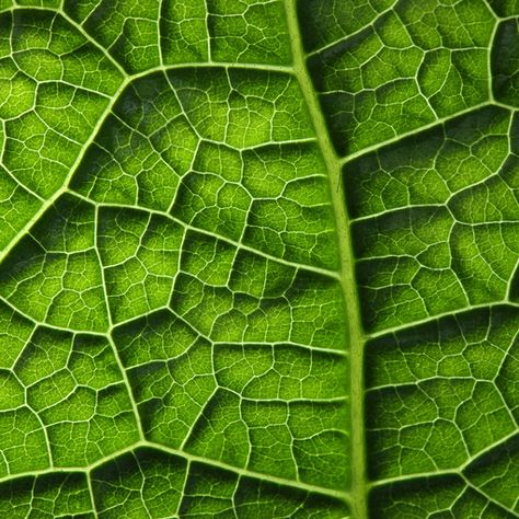 Tactile texture - physical texture on a design that can be touched and felt. In this example, the natural texture of a leaf. Elements Of Art Texture, Leaf Structure, Geometry In Nature, Plant Texture, Texture Drawing, Texture Graphic Design, Tactile Texture, Leaf Drawing, Leaf Texture