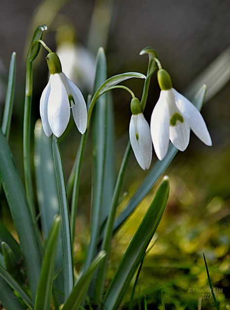 Snowdrops Flower, Snow Drops Flowers, First Flowers Of Spring, Bulbous Plants, Nothing But Flowers, Spring Bulbs, Watercolor Flowers Paintings, Flower Photos, Flower Pictures