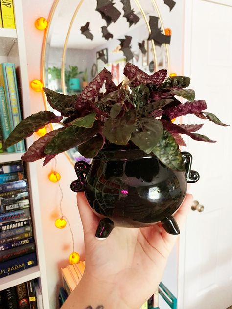 10 Plants That Are Perfect For Halloween - A Paper Arrow Spooky Plants Halloween, Cauldron Planter Ideas, Halloween Plant Decor, Spooky Succulents, Floyd Detroit, Goth Plants, Purple Waffle Plant, Brain Cactus, Thimble Cactus