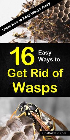 Learn how to keep wasps away with 16 tips and recipes to get rid of wasp nests naturally. Using traps, recipes, and plants to repel and kill wasps. Ideal for natural pest control around house and garden. #wasps #keepaway #repellent #traps #waspnest Red Wasps, Wasp Repellent, Get Rid Of Wasps, Wasp Traps, Wasp Nest, Insect Spray, Diy Pest Control, Bees And Wasps, Natural Pest Control