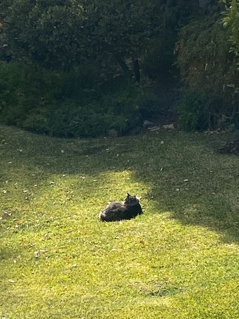 cat laying in the sun Laying In The Sun Aesthetic, Cat In Sun, Laying In The Sun, Cat Basking In Sun, Cat Forest Aesthetic, Mr Martin, Cat In Forest Aesthetic, Sun Aesthetic, Healing Room