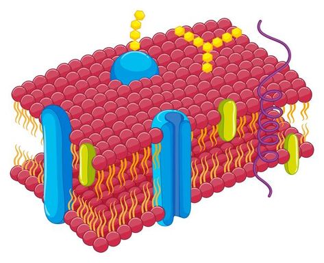 Picture Graph Worksheets, Edible Cell, Membran Sel, 3d Shapes Worksheets, Veterans Day Coloring Page, Plasma Membrane, Recipe Book Templates, Alphabet Templates, Energy Transformations