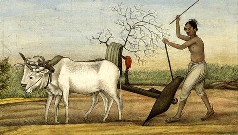 The domestication of plants and animals, as well as the creation and diffusion of techniques for raising them effectively, are all documented in the history of agriculture. Hindu Aesthetics, Tribes Of India, Agriculture Pictures, Indian Agriculture, Ancient Textiles, Indian Miniatures, Portraits Of People, History Project, Commission Portrait