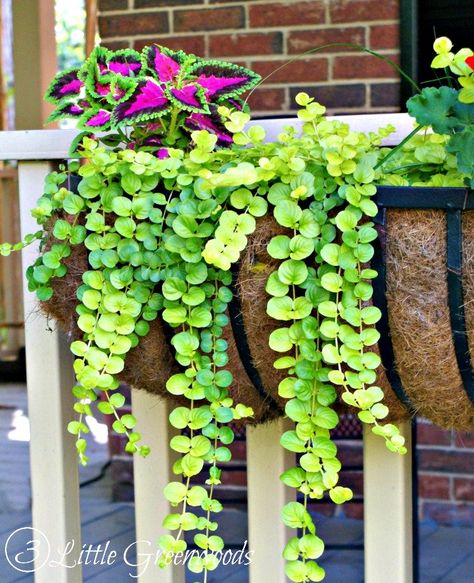 Sharing is Caring! MUST PIN post for awesome curb appeal! Best ideas for hanging baskets to turn your front porch planters into instant WOW! DIY flower baskets that you can make this weekend! // 3 Little Greenwoods Sharing is Caring! Front Porch Planters, Diy Container Gardening, Porch Planters, Creeping Jenny, Hanging Flower Baskets, Plants For Hanging Baskets, Best Plants, Box Display, Cactus Y Suculentas