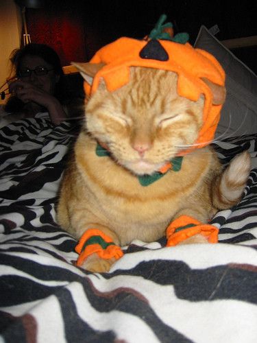 maybe if I close my eyes it wont be happening Halloween Kitties, Pet Halloween Costume, Cats Halloween, Pumpkin Cat, Halloween Cats, Cat Halloween Costume, Pet Halloween Costumes, Fell Asleep, Cat Holidays