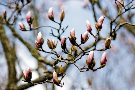 Budding Flowers Budding Flower, Plant Bud, Plants Aesthetic, Rainbow Images, Flowers In Bloom, Daily Devotion, Forest Cat, Flowers Aesthetic, Plant Aesthetic