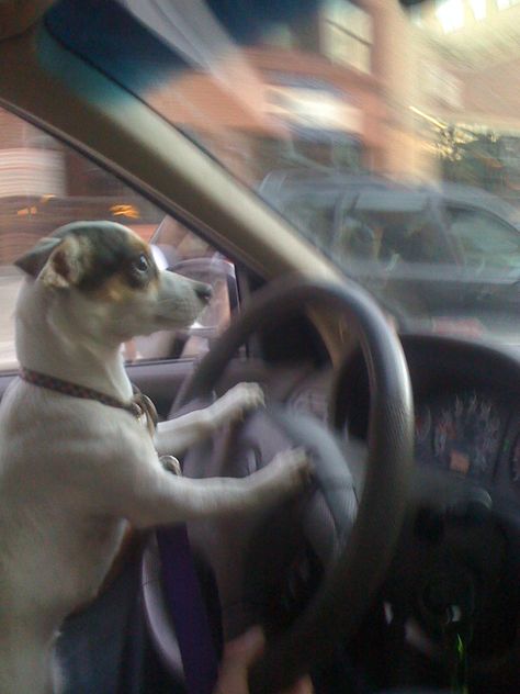 Spotify Playlist Covers Dog, Spotify Roadtrip Playlist Cover, Spotify Playlist Covers Aesthetic Drive, Driving Playlist Cover Funny, Granola Playlist Cover, Driving Spotify Playlist Cover, Car Spotify Playlist Cover, Screaming In The Car Playlist Cover, Spotify Playlist Covers Sleep