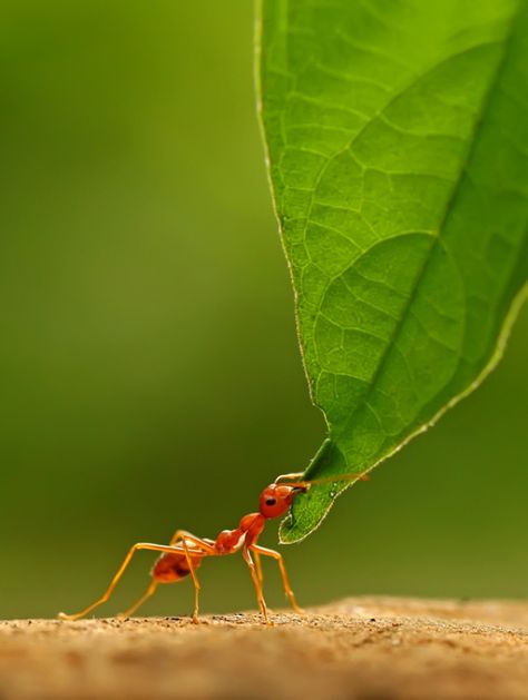 1x.com is the world's biggest curated photo gallery online. Each photo is selected by professional curators. Where i put ? by robert fly Bokeh Painting, Weaver Ant, Authors Point Of View, Ant Tattoo, Rid Of Ants, Get Rid Of Ants, Ant Farms, Leaf Drawing, Good Student