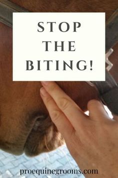 Horse Behavior, Horse Lessons, Horse Information, Horse Care Tips, Horse Facts, Horse Info, Horse Riding Tips, Horse Anatomy, Equestrian Helmet