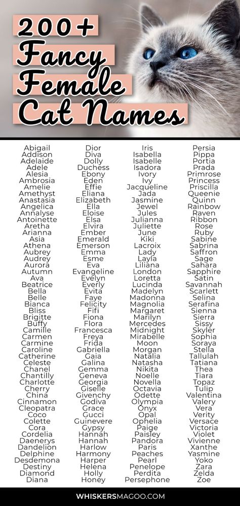 From Duchess and Persephone to Eloise, Diamond, Felicity and more, check out over 200 fancy female cat names right here! #fancy #catnames Fancy Surnames, Fancy Names, Interesting Names, Girl Cat Names, Sims Names, Unique Cat Names, Hamster Names, Cute Cat Names, Fancy Cat