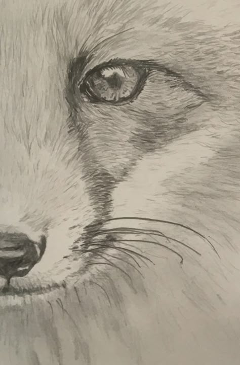 Fox Drawing Sketches Simple, Fox Sketch Drawing, Arctic Fox Drawing, Fox Sketches, Fox Pencil Drawing, Fox Drawing Sketches, Volpe Artica, Fox Drawing Easy, Fox Sketch