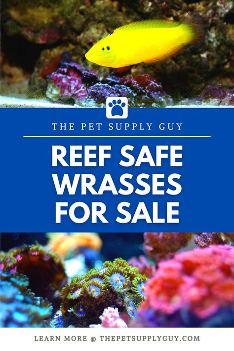 Reef Safe Wrasses for Sale Salt Water Fish, Saltwater Fish, Fish Supplies, Fish Care, Fish Aquarium, Marine Aquarium, Reef Tank, Saltwater Aquarium, Angel Fish