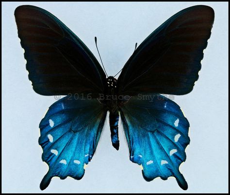 Spicebush Swallowtail, Pipevine Swallowtail, Eastern Tiger Swallowtail, Black Swallowtail, Tiger Swallowtail, Watercolor Projects, Butterfly Pictures, Blue Jay, Character Development