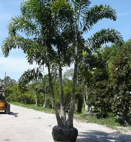 Foxtail Palm, ADONIDIA Triple Most used landscape palm in the world Drought resistant Palm Landscaping, Palm Tree Nursery, Foxtail Palm, Tropical Backyard Landscaping, Palm Trees Landscaping, Front Garden Landscape, Tropical Backyard, Fox Tail, Tree Nursery