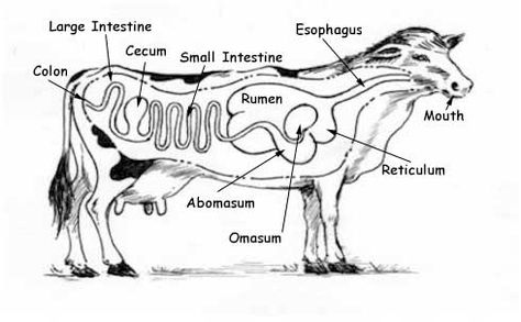 we leanred about the digestive system and how it worked in cows and other animals Ruminant Digestive System, Cow Digestive System, Stomach Diagram, Digestive System Diagram, Cow Stomach, Vet Life, The Digestive System, Vet School, Horse Camp