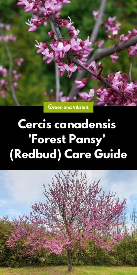 Forest Pansy Tree, Forest Pansy Redbud Tree, Forest Pansy Redbud, Forest Pansy, Eastern Redbud Tree, Cercis Canadensis, Plant Combos, Judas Tree, Eastern Redbud