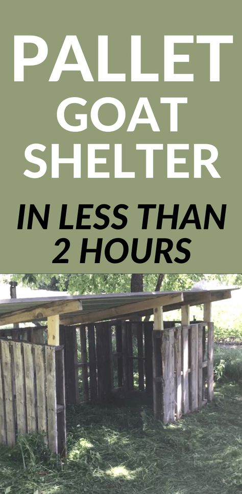 Diy Goat Pen Door, Diy Pallet Chicken Roost, Shelters For Goats, Diy Animal Shelter Ideas, Diy Farm Animal Pens, Quick Goat Shelter, Goat Shed Ideas Simple, Simple Goat Shelter, Diy Animal Shelter