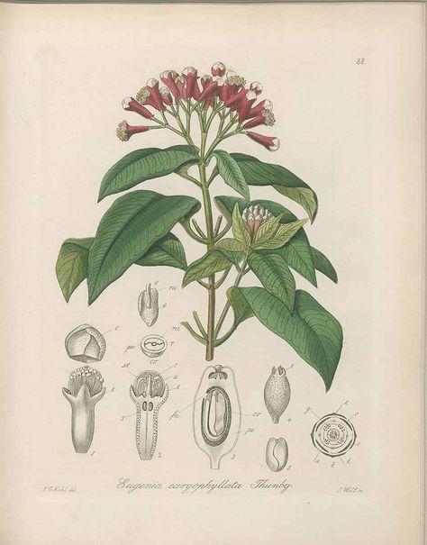 Girofle Clove Plant, Maluku Islands, Kaos Oblong, Illustration Botanique, Botanical Illustrations, Monterey Bay, Scientific Illustration, Watercolor Trees, Flower Bud