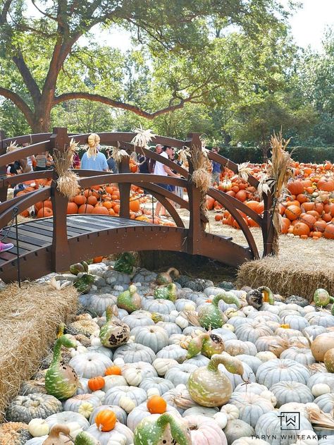 Come see what 90,000 pumpkins looks like! Fall at the Dallas Arboretum is a magical sight and full of amazing pumpkin displays! Pumpkin Farm Display, Backyard Pumpkin Patch Ideas, Pumpkin Displays Outside, Fall Displays Outdoor, Home Pumpkin Patch, Pumpkin Patch Business, Pumpkin Patch Farm, Farm Lessons, Pumpkin Patch Pictures