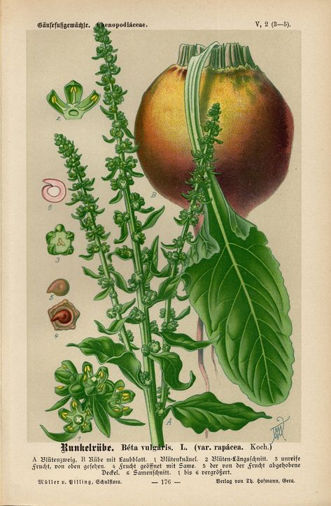 Beta Vulgaris, Sweet Chestnut, Plant Drawing, Scientific Illustration, Horse Print, Antique Map, Lovely Print, Fruit Trees, Unique Artwork