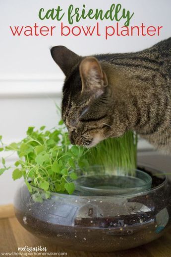 Create a cute DIY Cat Water Bowl Planter with catnip and cat grass #cats #crafts #diy #cattips