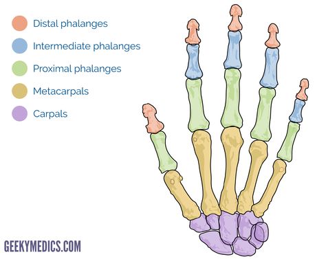 Bones of the Hand | Carpal Bones - Metacarpal bones | Geeky Medics Hand Bone Anatomy, Bones Of The Hand, Human Hand Bones, Hand Anatomy, Anatomy Bones, Human Bones, Medical School Studying, Human Anatomy And Physiology, Medical Terminology