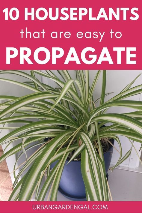 Propagating houseplants is an inexpensive way to add to your plant collection. Here are 10 indoor plants that are easy to propagate. #houseplants #indoorplants #propagation #indoorgarden Ways To Hang Plants Indoors, Houseplants Decor, Common House Plants, Window Plants, Spider Plant, Inside Plants, Best Indoor Plants, Bathroom Plants, Bedroom Plants