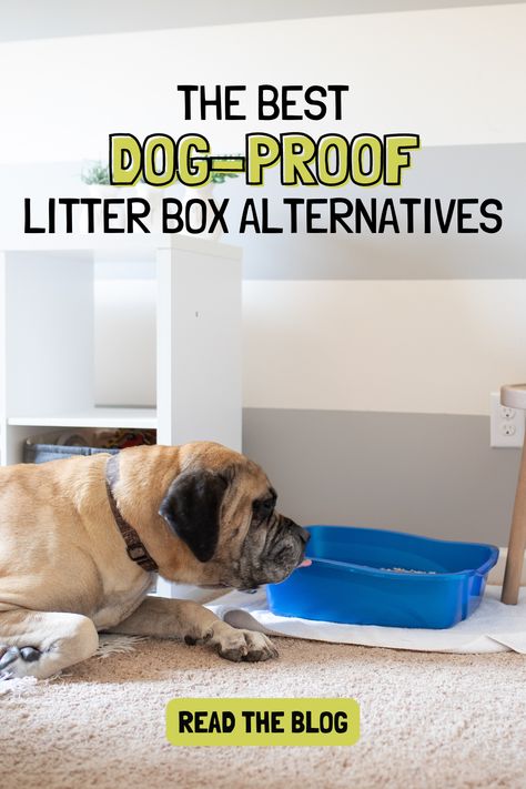 litter box alternative Dog Litter Box Ideas, Dog Proof Litter Box Ideas, Dog Proof Litter Box, Litter Box Ideas, Dog Litter Box, Liter Box, Cat Area, Cat Litter Box Enclosure, Litter Box Enclosure