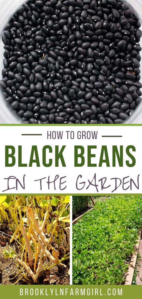 How to Grow Black Beans from seeds in your vegetable garden.  Looking for a new plant to grow in  your garden this year?  Try growing black beans!  They're easy to grow, produce a good yield and store great for recipes! Grow Black Beans, Navidad Aesthetic, Bean Garden, Growing Green Beans, Growing Beans, Growing Greens, Victory Garden, Dream Yard, Garden Veggies