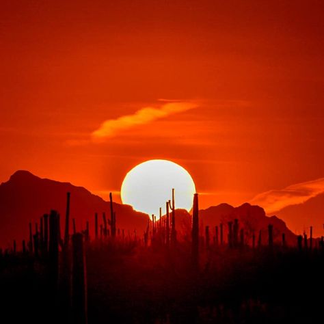 Orange Desert Aesthetic, Bird Painting Acrylic, Desert Aesthetic, Usa Pictures, Aesthetics Wallpaper, Acid Art, Western Artwork, Arizona Sunset, Western Landscape