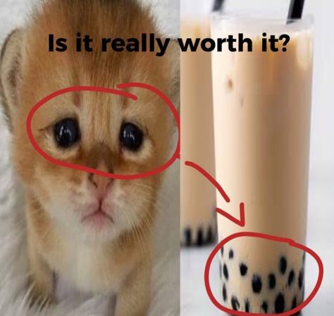 Is It Really Worth It, Funny Looking Cats, Ugly Cat, Silly Cats Pictures, Silly Images, Silly Animals, Silly Cats, Silly Me, Orange Cat