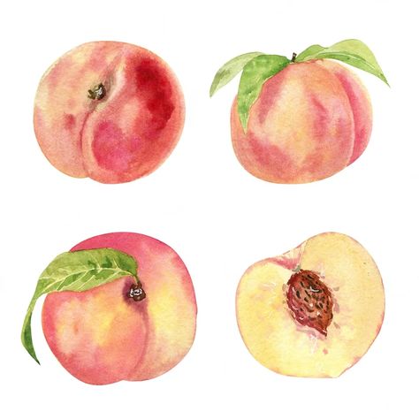 Ceramic Drawing, Watercolor References, Fruits Watercolor, Plum Paint, Peach Drawing, Peach Water, Peach Illustration, Peach Watercolor, Family Tree Art