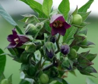 In historic times, many people utilized dangerous and toxic herbs and flowers such as Deadly Nightshade/ Atropa Belladonna, Henbane, Bryony,... Poisonous Garden, Belladonna Flower, Nightshade Flower, Earth Medicine, Magical Plants, Deadly Plants, Witch's Garden, Toxic Plants, Poison Garden