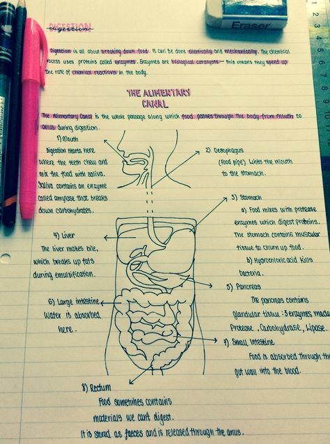 Digestive System Notes Aesthetic, Biology Digestion Notes, Life Processes Biology Notes, Digestion And Absorption Notes, Biology Notes Life Processes, Life Processes Biology Notes Aesthetic, Biology Digestive System Notes, Class 11 Biology Notes Digestion And Absorption, Biology Diagrams